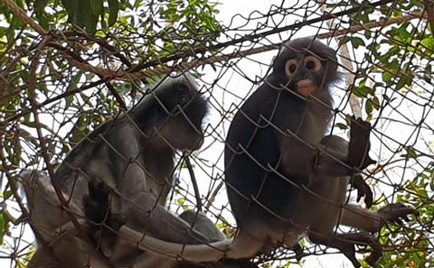 Hua Hin: Wildlife Friends Foundation Thailand Full-Day Visit
