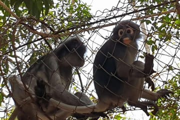 Hua Hin: Wildlife Friends Foundation Thailand Full-Day Visit