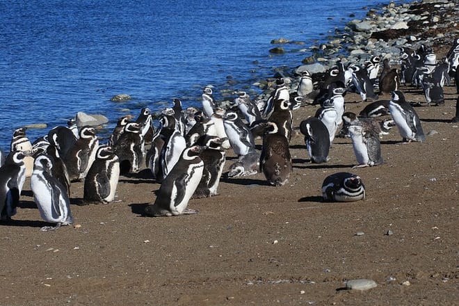 Half Day sailing to Magdlena Island Penguin Colony from Punta Arenas Season from October to March  9