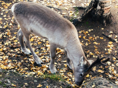 Visit Taava Reindeer Farm: Traditional Lapland Reindeer Encounters