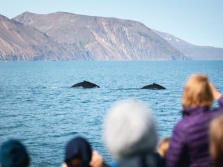 Two humpback whales diving