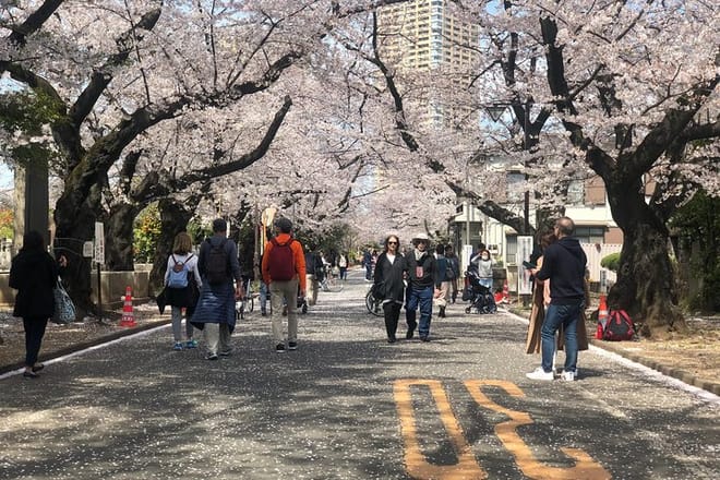 Tokyo Hanami Cherry blossom Food Tour Yanaka