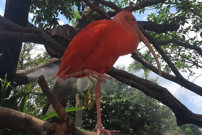 Private Day Tour to Chimelong Paradise and Birds Park from Guangzhou 3