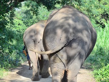 Elephant Sanctuary+Bamboo Rafting+Long Neck Village