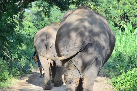 Elephant Sanctuary+Bamboo Rafting+Long Neck Village