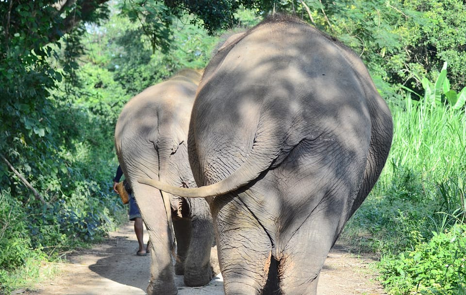 Elephant Sanctuary Visit and Bamboo Rafting in Thailand