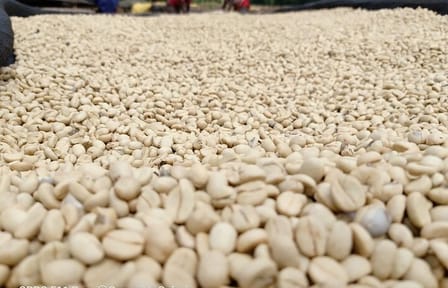 Nairobi Coffee Farm Tour: Explore Coffee Cultivation in Kenya
