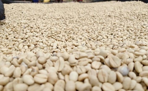 Nairobi Coffee Farm Tour: Explore Coffee Cultivation in Kenya