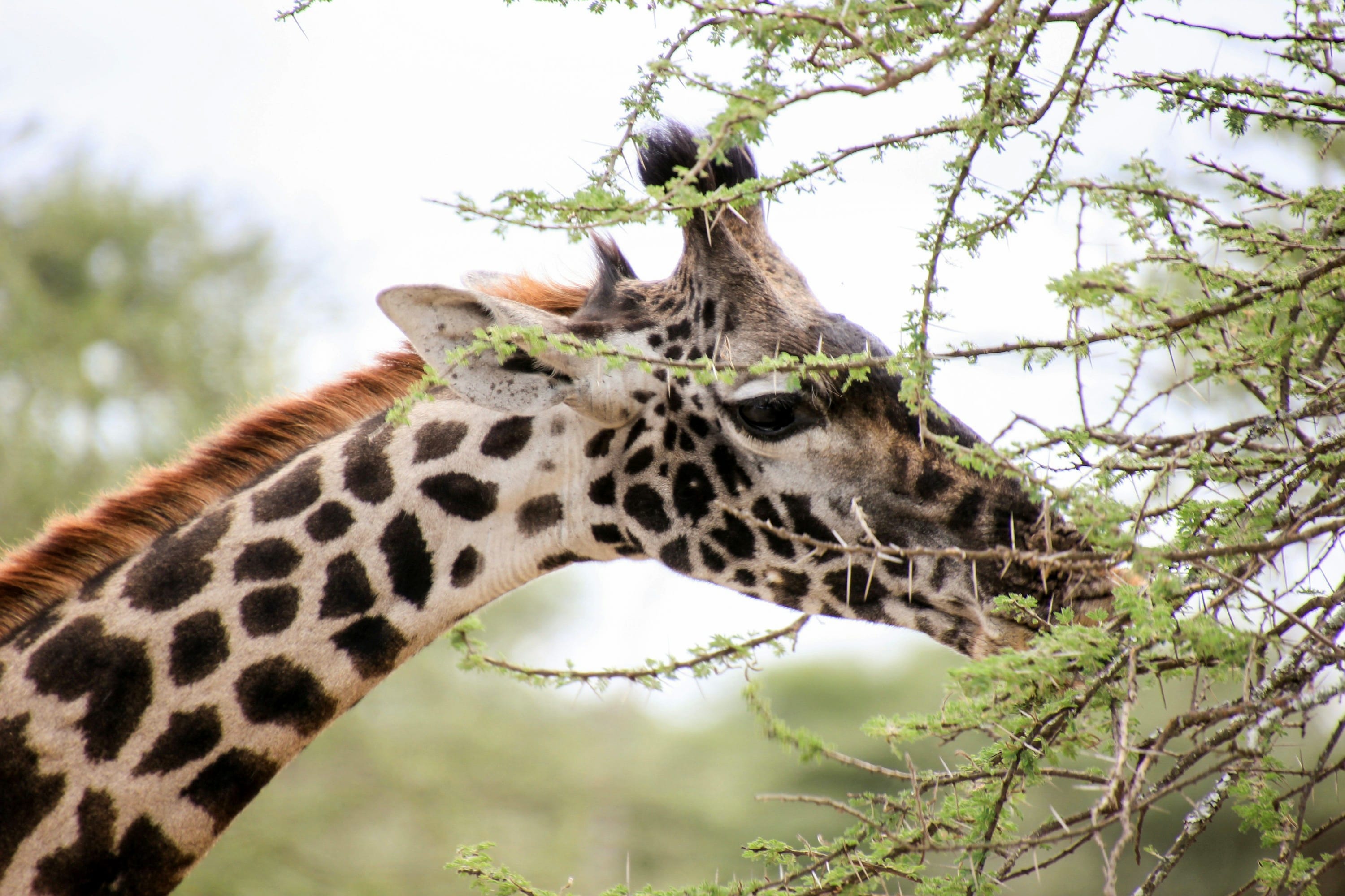 A Masai giraffe head and neck grazing on green leaves in Tanzania's wilderness.