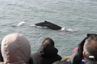 Reykjavík Whales & Viðey Island 5