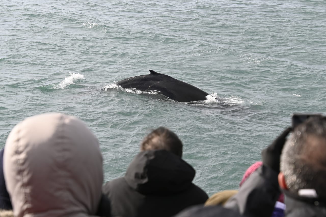 Reykjavík Whales & Viðey Island 5