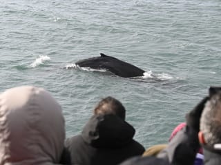 Reykjavík Whales & Viðey Island, photo 6