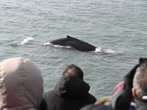 Reykjavík Whales & Viðey Island, photo 6