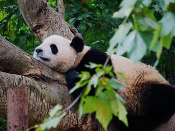 Half-Day Private Tour of Chengdu Giant Panda Breeding Research Base