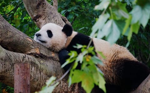 Half-Day Private Tour of Chengdu Giant Panda Breeding Research Base