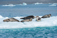 Private Glacier Lagoon & Diamond Beach Tour 3