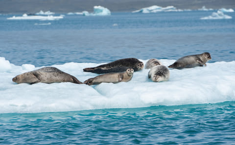 Private Tour of Glacier Lagoon and Diamond Beach in Iceland