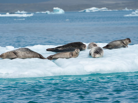 Private Glacier Lagoon & Diamond Beach Tour, photo 3