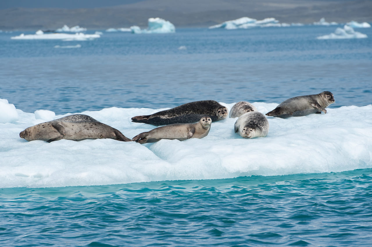 Private Glacier Lagoon & Diamond Beach Tour 3