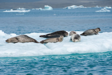 Private Tour of Glacier Lagoon and Diamond Beach in Iceland