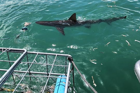 Shark Diving Adventure Penguins in Gansbaai From Cape Town F Day