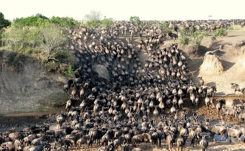 Four-Day Maasai Mara Wildebeest Migration Safari Tour