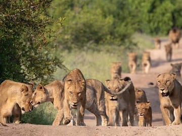 5-Day Gorilla Trekking and Safari Tour in Kampala, Uganda