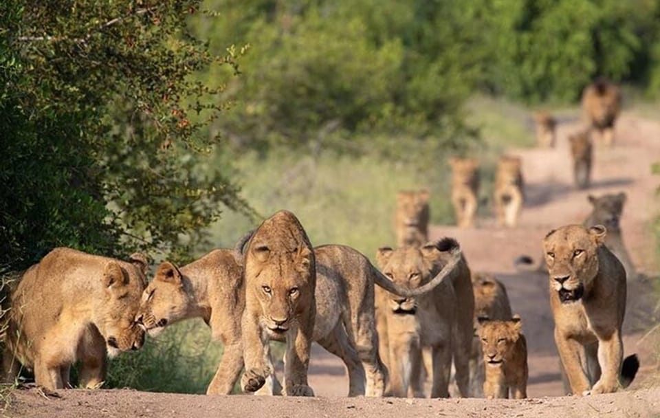 5-day African Safaris and Gorilla Treks Private Tour