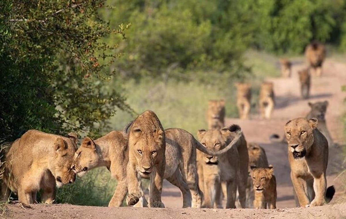 5-day African Safaris and Gorilla Treks Private Tour