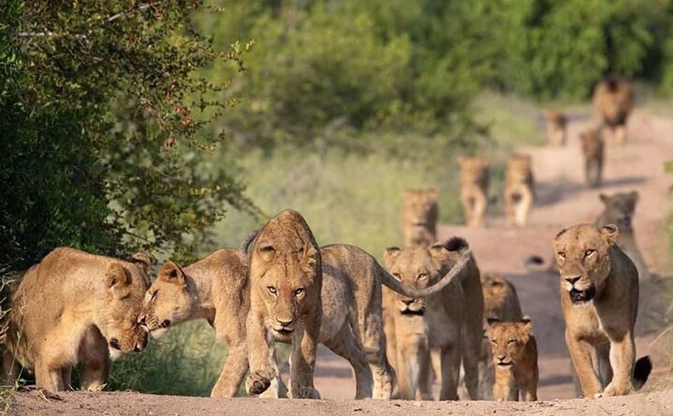 5-Day Gorilla Trekking and Safari Tour in Kampala, Uganda
