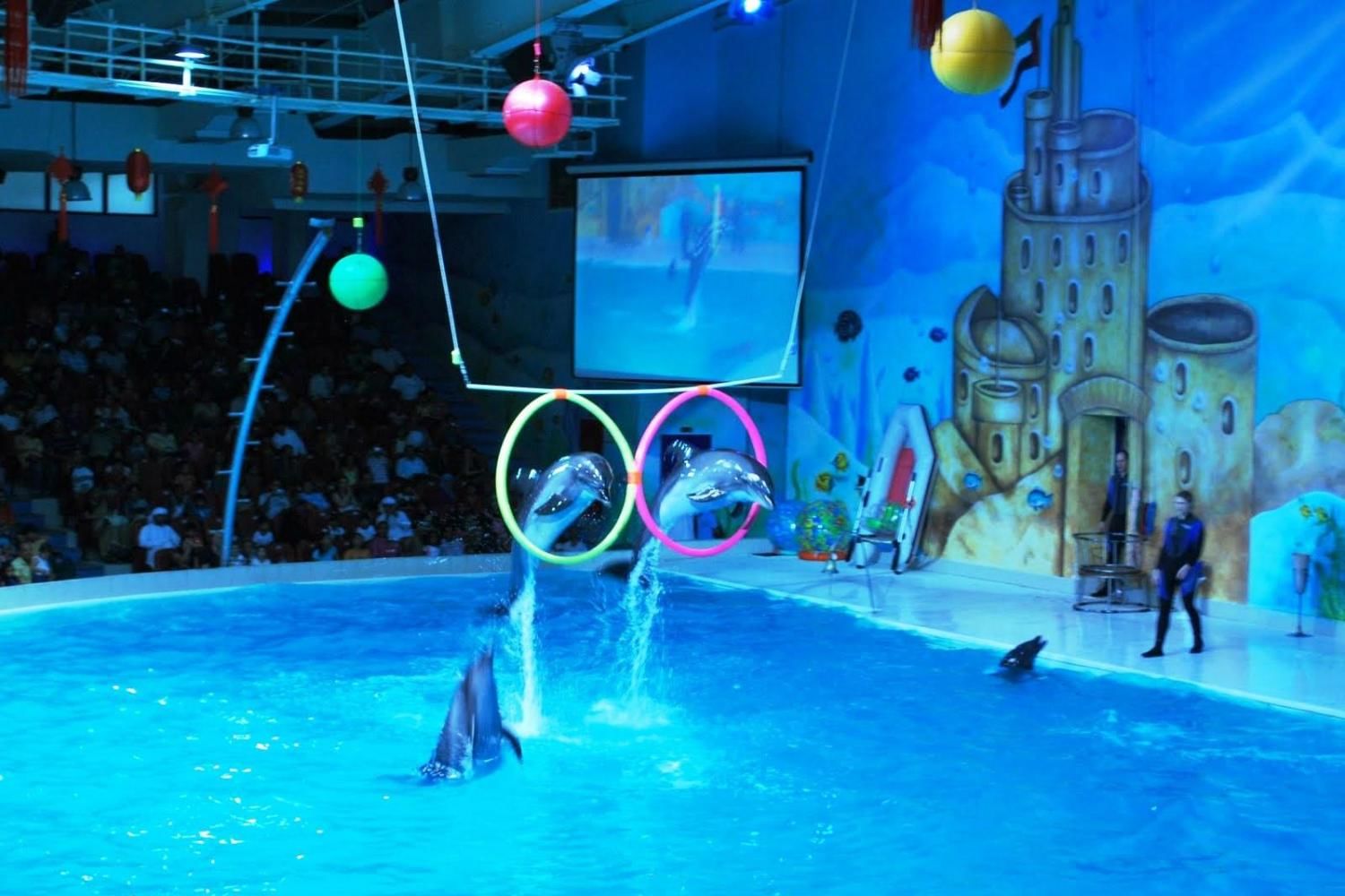 Dubai Dolphinarium Ticket with Daytur