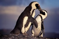  Table Mountain, Chapmans Peak , Penguins and Wine Tasting  6