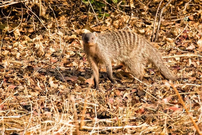 From Arusha: Full-Day Trip to Tarangire National Park 5