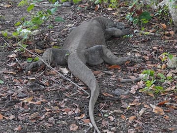 Komodo Island