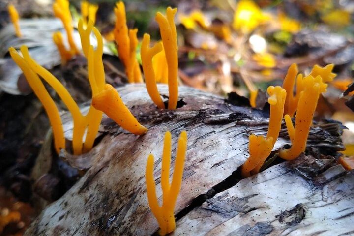 Survival Courses - Advanced: 6 days