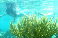 Cozumel El Cielo Sandbar and Reef Snorkeling Private Adventure  5