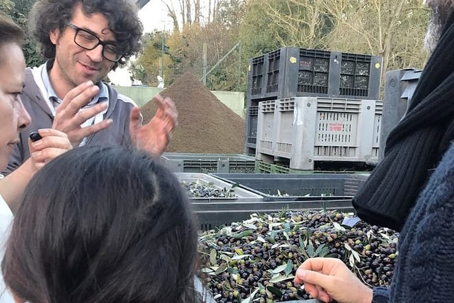Harvest of olive beans