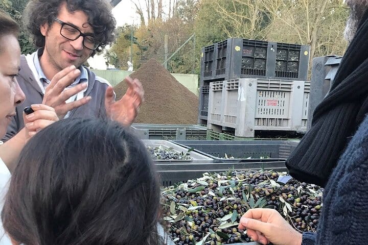 Harvest of olive beans