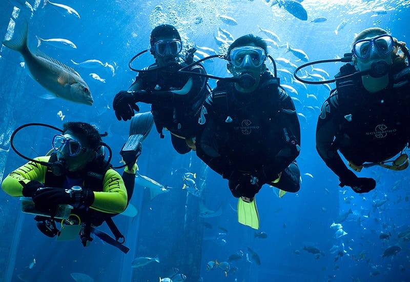 Dubai : Scuba Diving in Arabian Gulf Marine Life