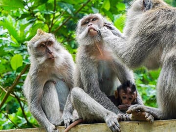 Ubud Monkey Forest