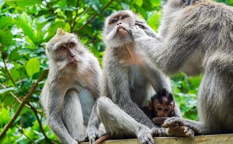 Ubud Cultural and Nature Tour in Sebatu and Tegalalang