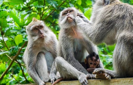 Ubud Cultural and Nature Tour in Sebatu and Tegalalang