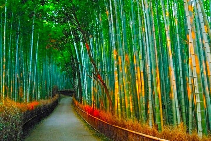 Lankaran_bamboo_plantation_Lenkeran_bambuk_plantasiyasi_Lankaran_tour