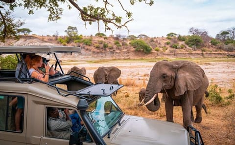 6-Day Safari Adventure in Nairobi, Lake Nakuru, and Masai Mara