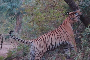 Wildlife Safari Tour from Delhi to Sariska National Park
