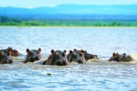 Lake naivasha national park