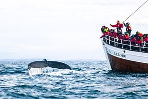 CAPE TOWN, PRIVATE WHALE WATCHING TOUR COMBO ON THE BOAT