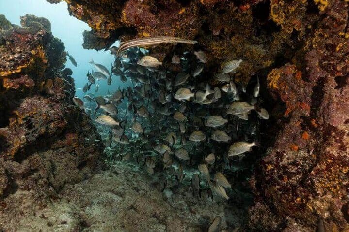 5 tours in 1 (Eco Farm/Horseback/City Tour/Buggy/Zipline)