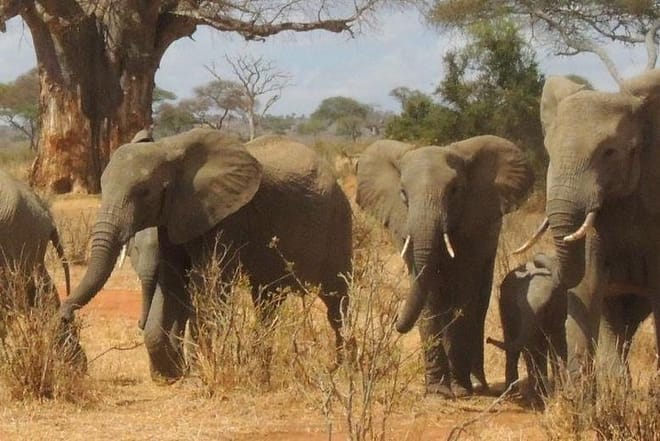 Tarangire National Park Guided Day Tour From Arusha 8