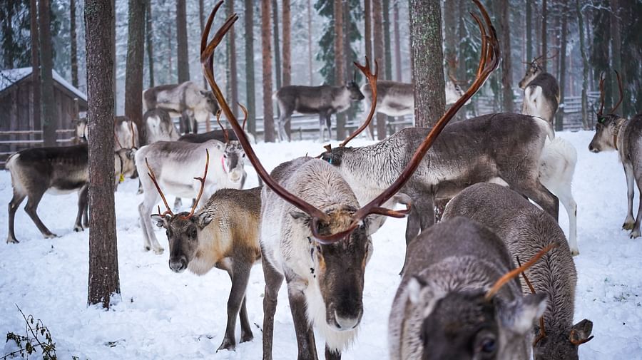 Authentic Reindeer Farm